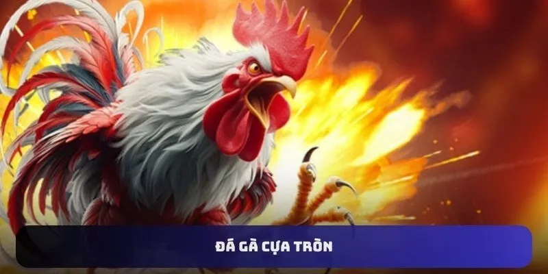 Quy định, yêu cầu khi chơi đá gà cựa tròn